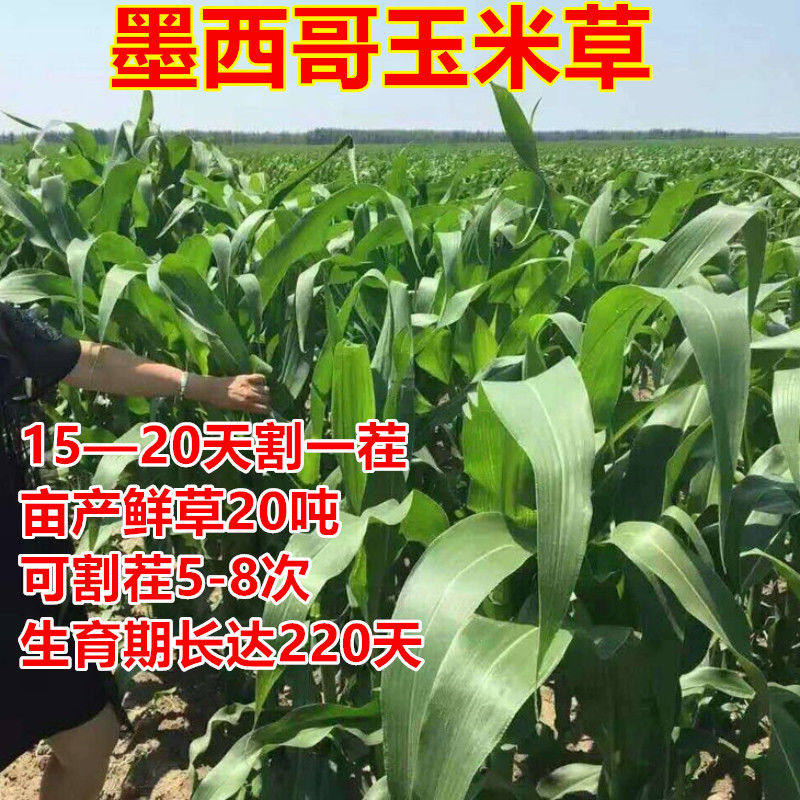 墨西哥玉米草牧草种子南方北方种家庭园艺种子