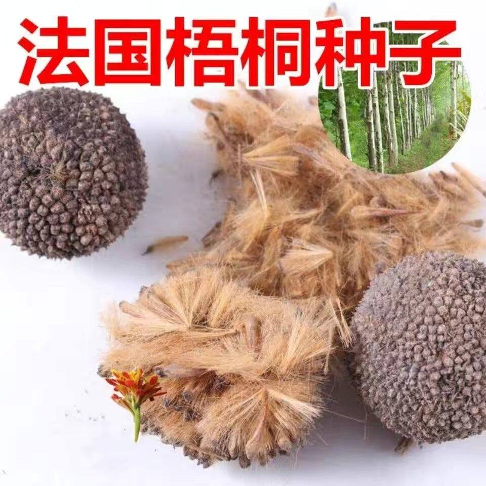 新采林木树种法国梧桐树种子三球悬铃木种子法桐树种子