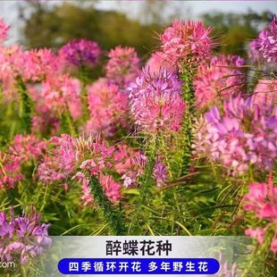醉蝶花种子混色紫色粉色高杆花海花种籽子包邮四季易活庭院蜜源