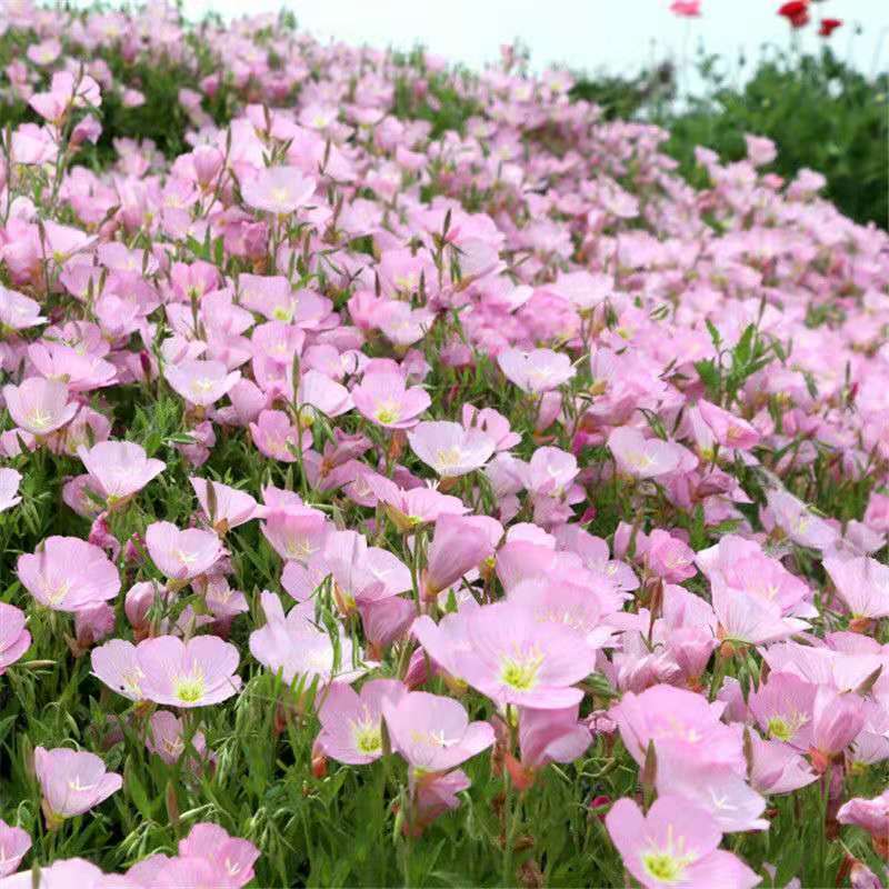 美丽月见草种子粉花多年生宿根草花种子耐寒花籽月见草花种子