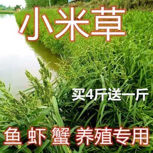 小米草种子耐高温耐水淹鱼虾蟹高产牧草种籽池塘水稻田
