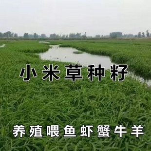 小米草种子高产水草耐水淹耐旱雀叶稗湖南稷子养殖鱼虾蟹牧草种籽