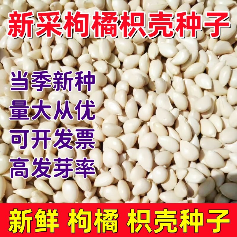 新采枸橘种子枳壳种子香橙红橘种子柑橘马甲子嫁接砧木带刺篱笆墙