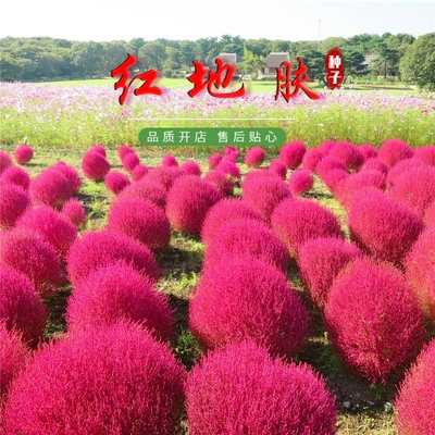 地肤种子红地肤绿地肤种籽扫帚苗孔雀松景观花海庭院草花卉种子孑
