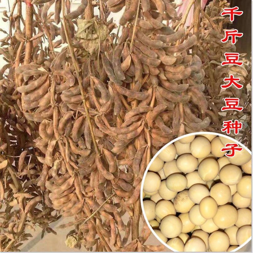 霸王鞭 超高产千斤大豆种子 农户大田种植高产高蛋白黄豆种子