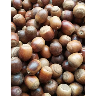 新采苗木种子 栎树种子 橡子种子 橡树种子 栗茧 蒙古栎 种子