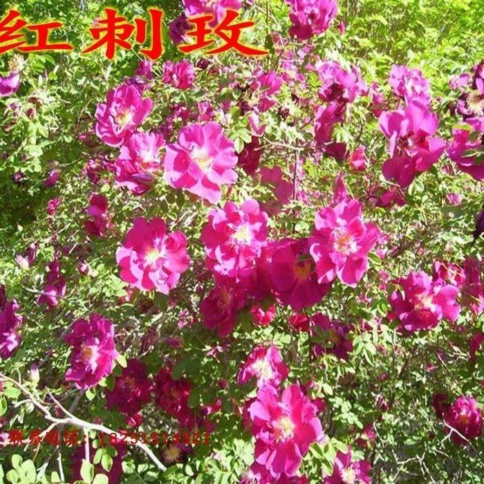 黄刺玫种子红刺玫种子庭院绿化重瓣耐寒耐旱工程绿化刺梅苗作树墙