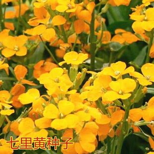七里黄种籽多年生花卉种子耐寒易种花坛植物园林景观花海十字花科