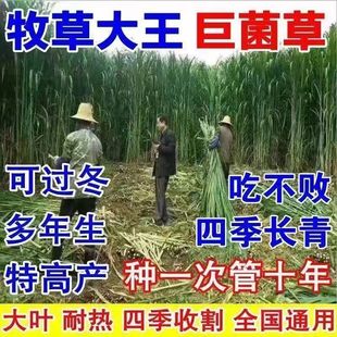 高产型巨菌草种子多年生四季耐寒无毛牧草养牛羊猪专用可过冬草种