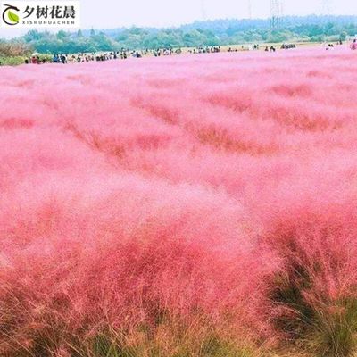 粉黛乱子草种子毛芒乱子草粉米利花海庭院景观花卉多年生观赏四季