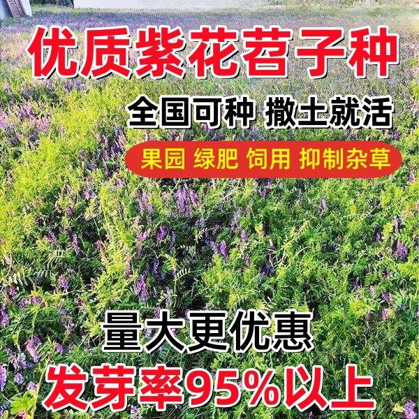 毛苕子种子果园绿肥种子养殖牧草蜜源毛叶紫花苕长柔毛野豌豆种籽