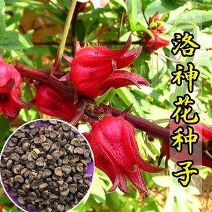 红桃k种子洛神花籽玫瑰茄种子食用花果茶蔬菜种补血养颜泡酒四季