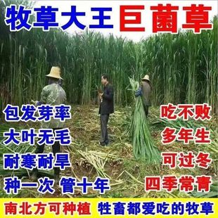 巨菌草草籽高产牧草种子高丹王草种籽养殖鸡鹅牛羊草鱼草种籽四季
