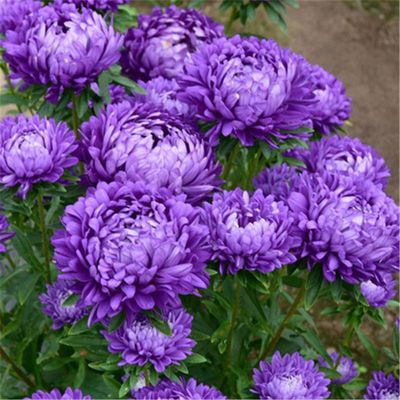 矮翠菊大花好养的花种籽子花种四季开花四季播种室外花卉种孑