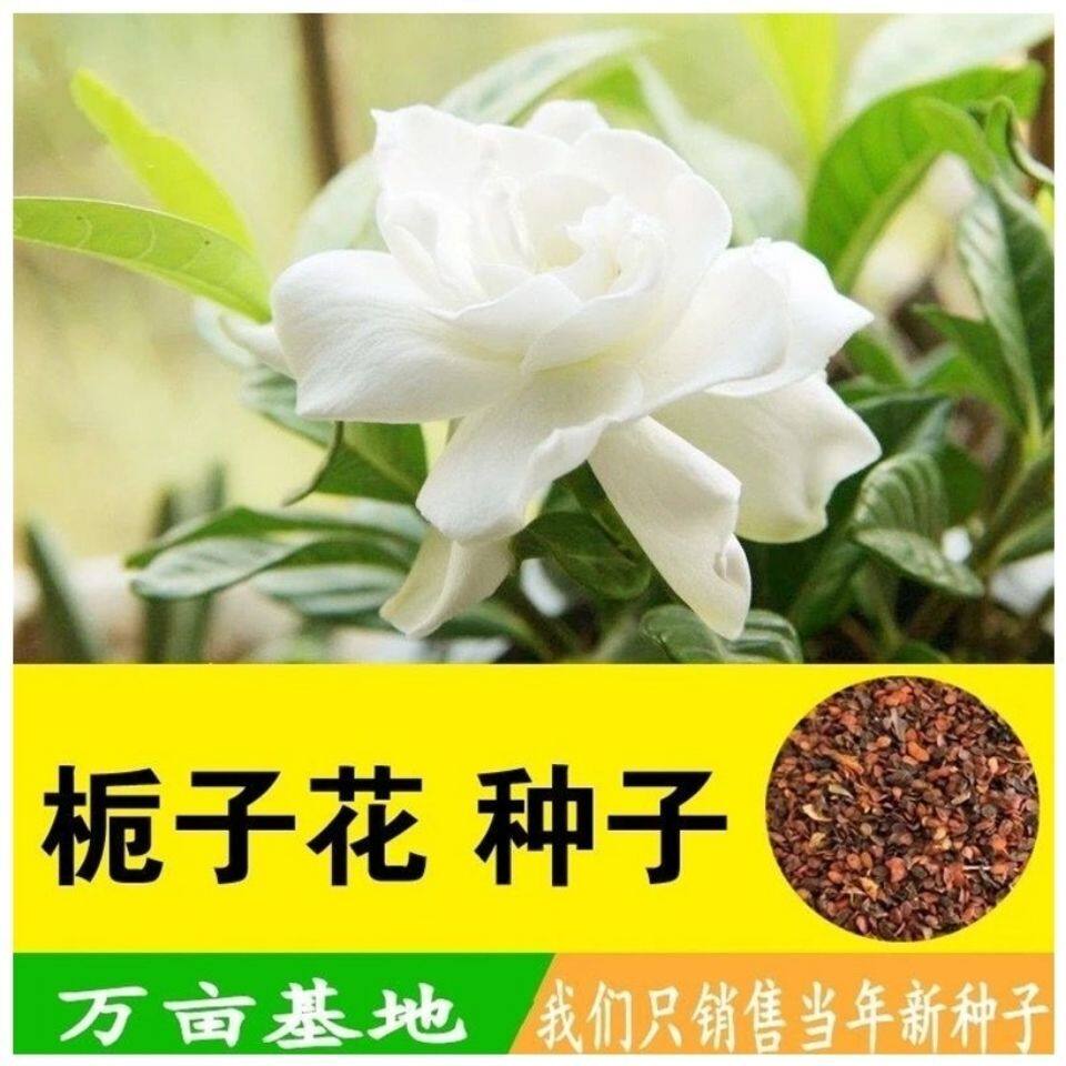 重瓣栀子花种子花香浓郁四季开花家庭园艺种子