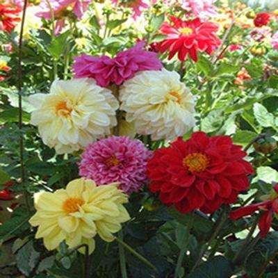 小丽花种子多年生观赏草花种子大丽花庭院绿化四季易种花籽