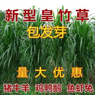 新型皇竹草种子巨菌草种子多年生牧草种子鸡鸭鹅猪牛羊鱼王草种籽