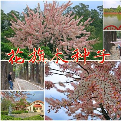 新采花旗木种子桃红阵雨树,泰国樱花,绒果决明种籽子绿化树种