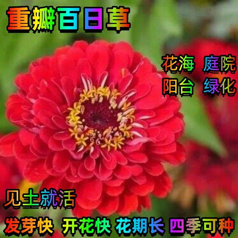 重瓣百日草花种子四季开花易种混色花籽庭院阳台室外盆栽种植花卉