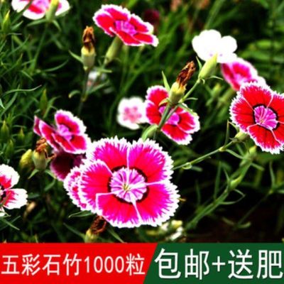 五彩石竹花种子康乃馨四季种易活开花不断室内外办公盆栽重瓣草籽