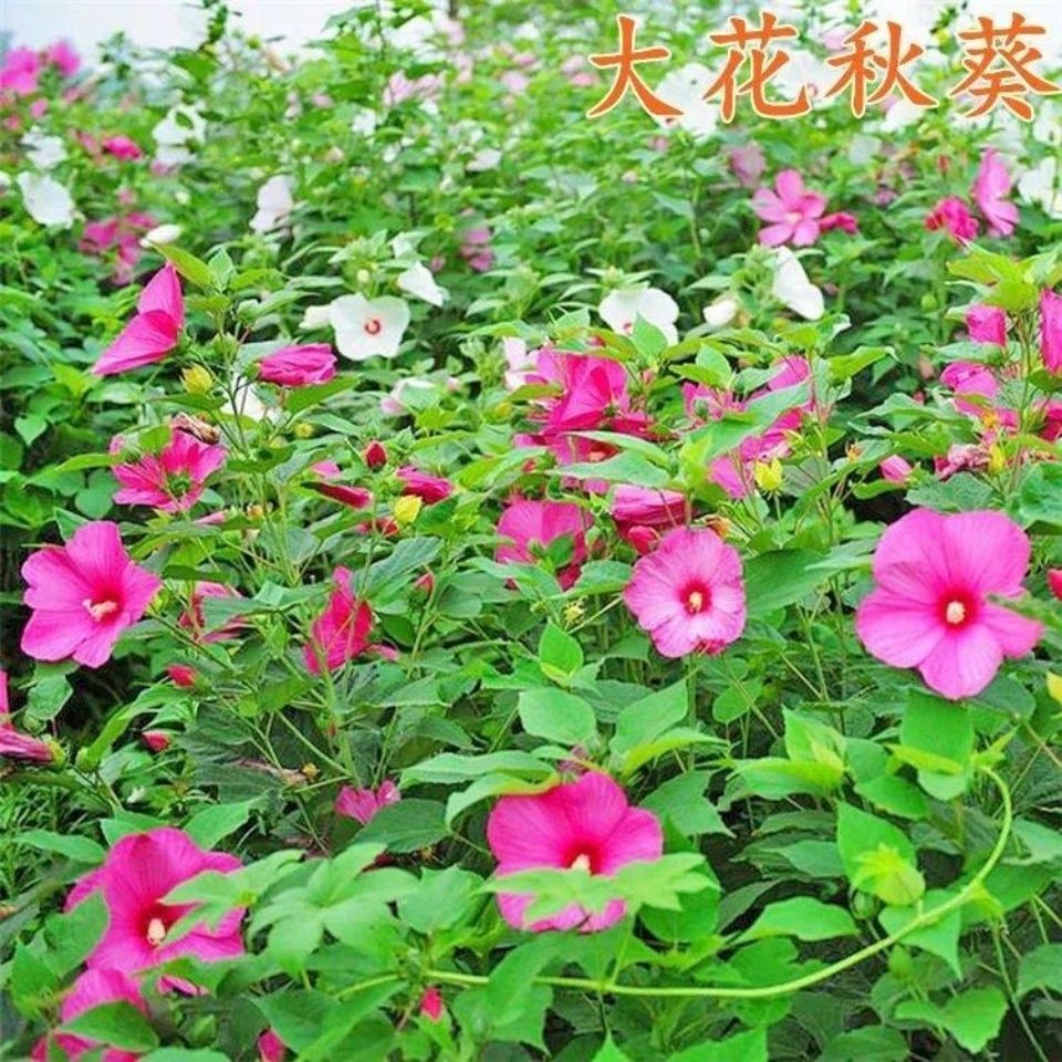 大花秋葵种子美芙蓉草芙蓉宿根多年生背景植材园林绿化观赏种籽