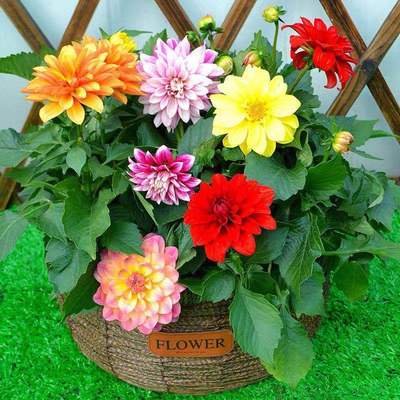 四季易种大丽花种子四季盆栽易种多年生花籽阳台庭院菊花地瓜花卉