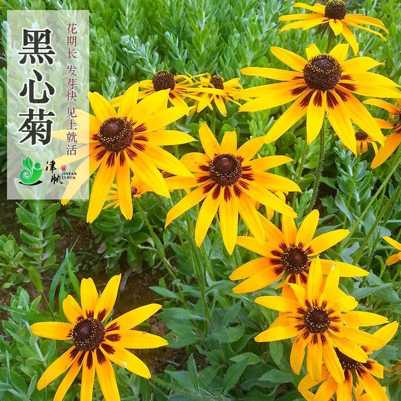 黑心菊种子毛叶金光菊花种子四季易播种花海造景家庭园艺种子盆栽,鲜花速递/花卉仿真/绿植园艺,家庭园艺种子,淘宝优惠券,粉丝福利购,淘宝优惠卷