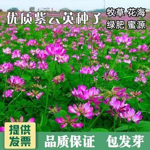 紫云英草种籽果园高产绿肥种子养蜂蜜源植物四季牧草红花草籽种孑