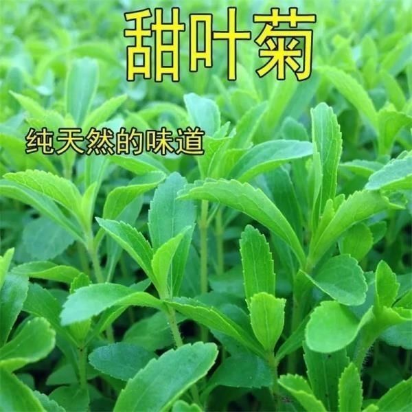 1000粒进口甜叶菊种子甜菊香草甜菊叶花草茶阳台花卉盆栽植物