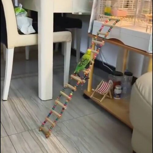 鹦鹉秋千爬梯云梯虎皮玄凤鸟笼玩具牡丹配件啃咬吊环攀花椒木解闷