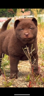 山牛红中华田园犬大黄狗纯种幼犬2个月黄狗白面铁包金四眼小狗包
