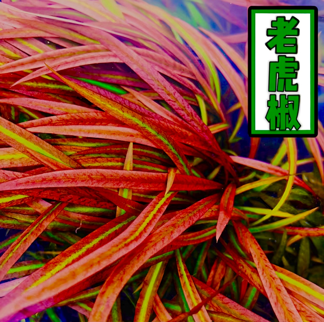 Ada老虎椒后景飘逸鱼缸鱼缸造景