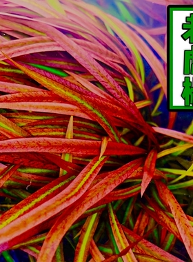 Ada老虎椒水草椒草水下叶新手懒人鱼缸草缸淡水造景阳性好养增氧