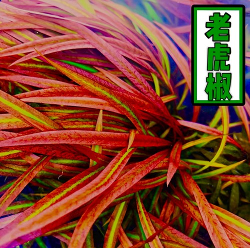 Ada老虎椒后景飘逸鱼缸鱼缸造景