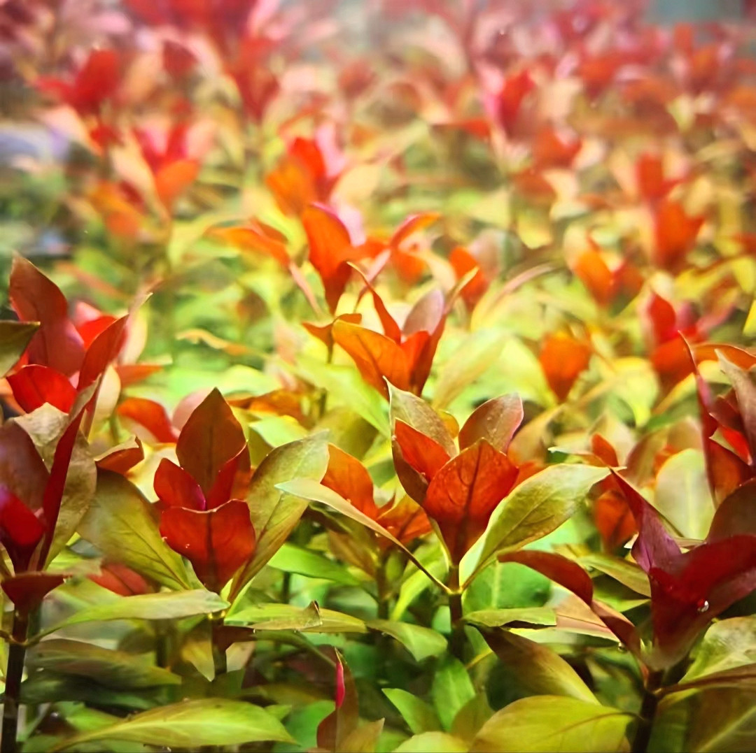 鲁宾叶底红水草水下叶新手鱼缸造景草缸淡水后景阴性中景好养增氧