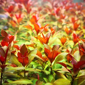 鲁宾叶底红水草水下叶新手鱼缸造景草缸淡水后景阴性中景好养增氧