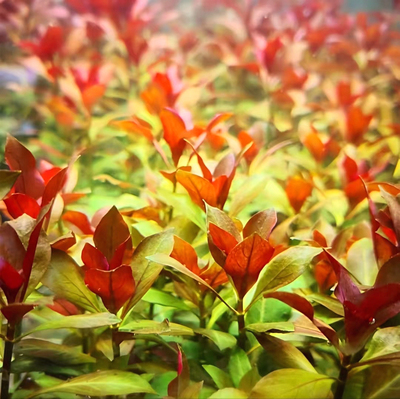 鲁宾叶底红水草水下叶新手鱼缸造景草缸淡水后景阴性中景好养增氧