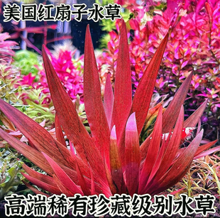 美国红扇水草古精谷精水下叶高端稀有荷兰景鱼缸草缸淡水造景增氧
