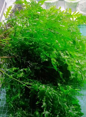 黑木蕨矮种黑木蕨水草阴性新手懒人水下叶鱼缸草缸好养无二氧化碳