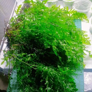 黑木蕨矮种黑木蕨水草阴性新手懒人水下叶鱼缸草缸好养无二氧化碳