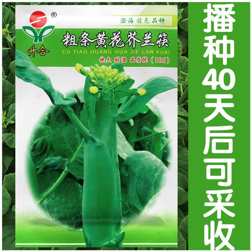 粗条黄花芥兰种子广东芥蓝种籽春秋季芥兰菜籽四季播