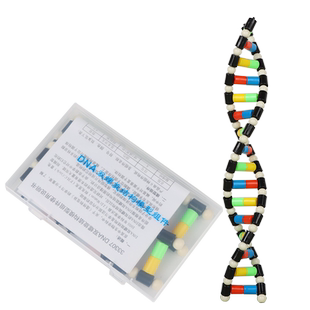 DNA双螺旋结构模型小号高中分子结构模型脱氧核苷酸链碱基对遗传基因染色体双链生物科学教学仪器