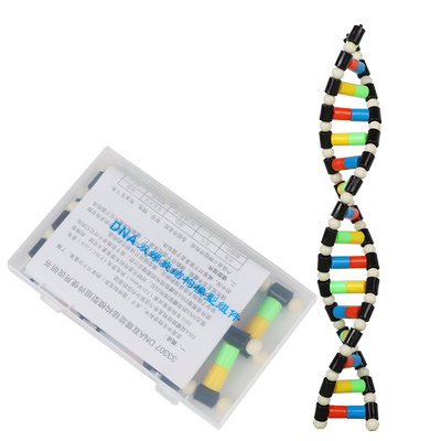 DNA双螺旋结构模型小号高中分子结构模型脱氧核苷酸链碱基对遗传基因染色体双链生物科学教学仪器