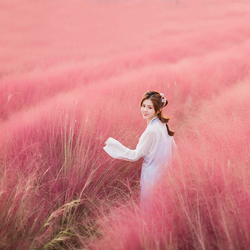 粉黛乱子草种子花种籽子夏季种花种子庭院室外景观毛芒乱子草种子