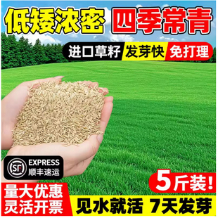 草坪种子四季青护坡草籽高羊茅狗牙根黑麦草耐践踏庭院绿化草种子