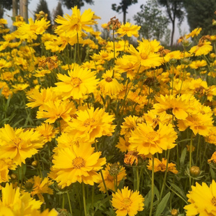 大花金鸡菊花种子四季种道路公园绿化庭院室外花籽多年生草本植物