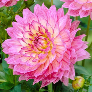 大丽花盆栽花种子四季种易活庭院花卉种孑绿化室内花种籽子植物