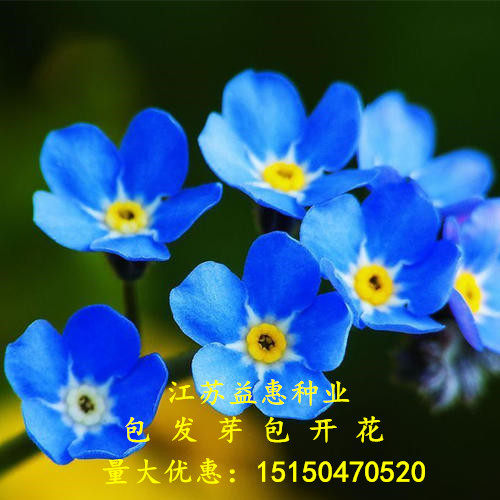 春季易种室内阳台花籽植物勿忘草