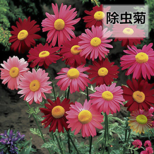 除虫菊花种子驱蚊效果非常好耐旱草花卉种子盆栽四季种易活室内