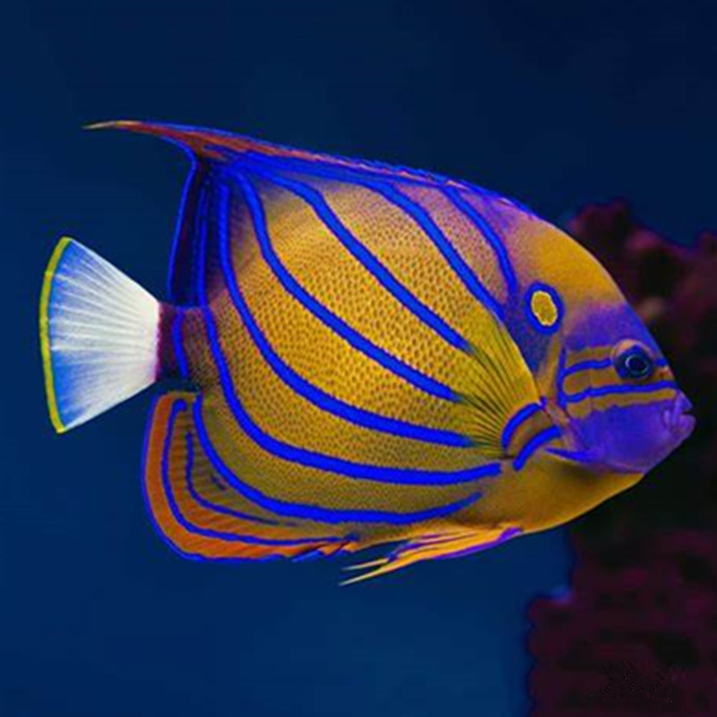 白尾蓝环神仙鱼海水观赏鱼活体水族宠物顺丰包活